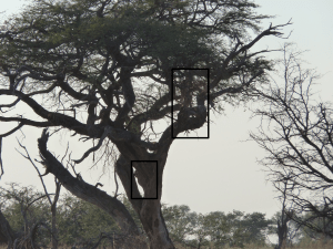 Despite the poor picture the squares show one cheetah high on the tree while the second one is climbing to join it.