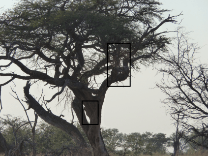 Despite the poor picture the squares show one cheetah high on the tree while the second one is climbing to join it.
