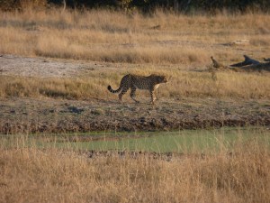 One of the cheetahs started to move on.