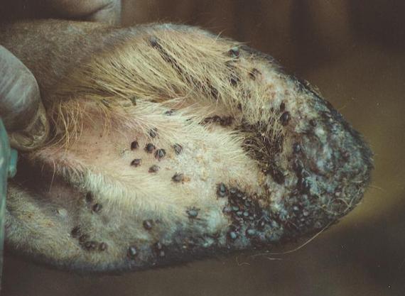 A calf ear showing a heavy infestation of Rhipicephalus appendiculatus, the Brown Ear Tick, vector of Theileriosis.
