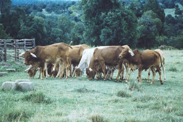 The young Boran cattle at Intona Ranch being prepared for the trial. Please note that they have bags in their ears to test them for tick resistance.