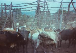 As if it would have been weak, the night enclosure was further reinforced...