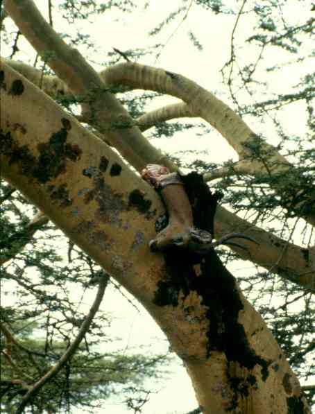 On closer inspection, the impala was clearly visible.