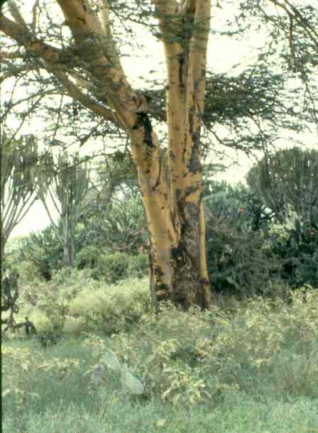 A view of the tree with its unlikely inhabitant. Please note that this is already a close-up view!