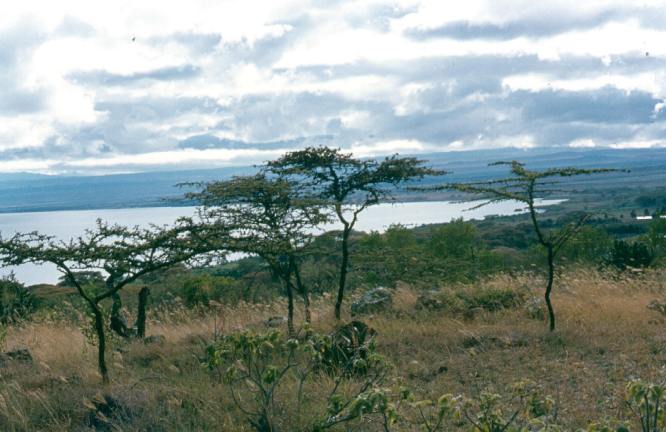 Lake Naivasha in the distance.
