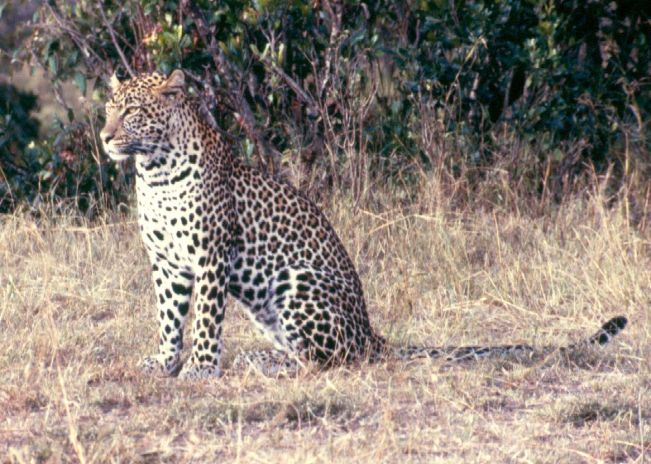 The secretive East African leopard pictured at the Maasai Mara Game Reserve.
