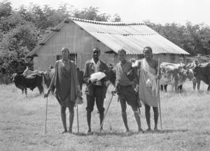 The Maasai kept coming to watch our cattle.