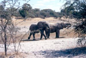 Makgadigadi Bot kumaga camp dry boteti 99 small