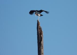 Marabou P1090807 cropped and small