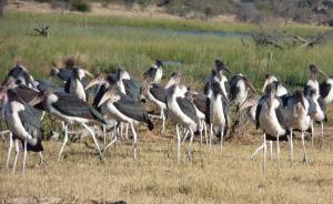 Marabou storks BotetiP1090803 cropped and small 1