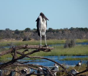 Marabous 2P1090806 marabou cropped and small 1