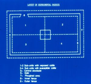 An "antique" blue slide to show the paddock design. There were five cattle in each of the sub-units 1 to 4.
