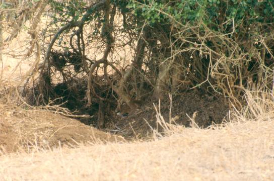 It was enough for her to move a few centimetres to reveal herself. A warning to the bush walkers…