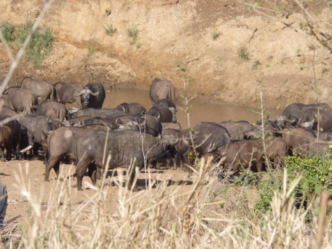Part of the herd while drinking.