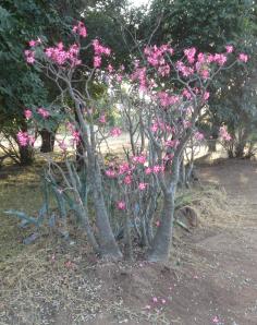 The desert roses at Swimuwini Rest Camp were spectacular.