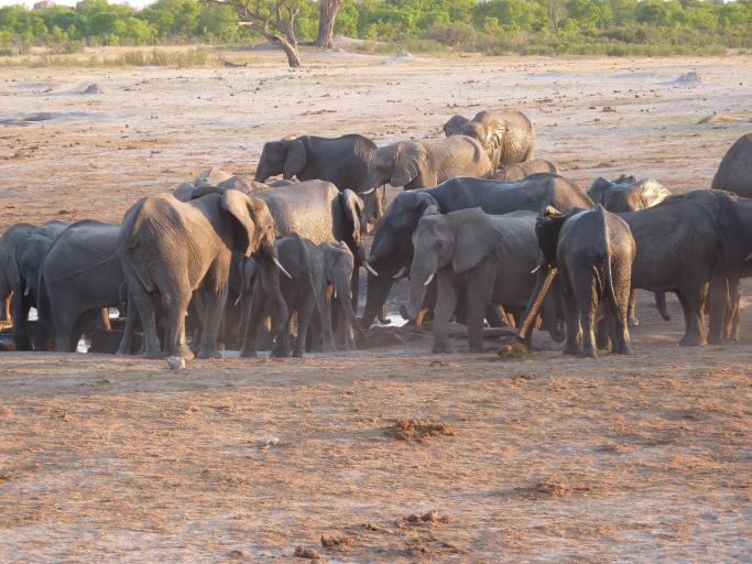 The most popular drinking place was where the fresh water entered the waterhole.