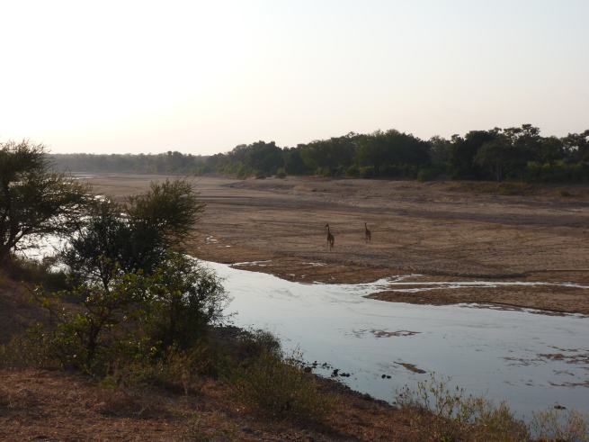 Giraffes coming to the river bed for a drink.