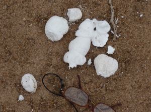 Hyena dung turns white after a while because of its high calcium content. This one was very white!