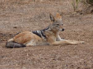 Jackals are intelligent animals, often overshadowed by larger predators. This one was very relaxed but did not miss detail!