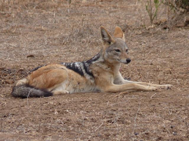 Jackals are intelligent animals, often overshadowed by larger predators. This one was very relaxed but did not miss detail!