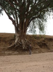 This tree will probably not be here for long.