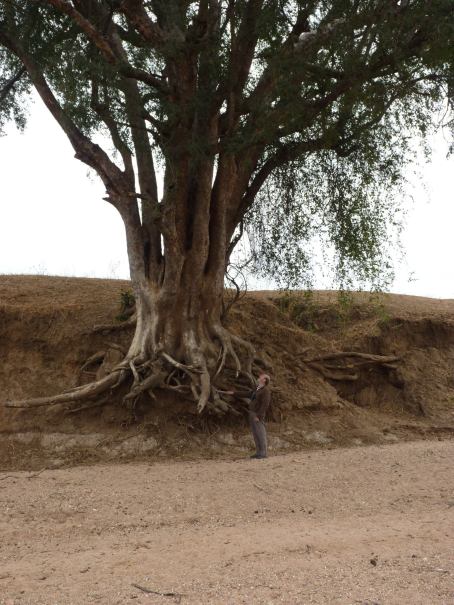 This tree will probably not be here for long.