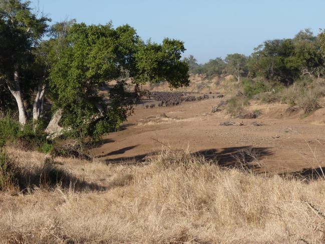 A large herd of buffalo while moving on the river bed.