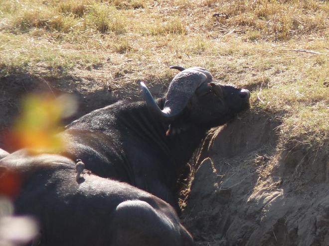 This buffalo was having a comfortable "siesta" while the oxpeckers did their job!