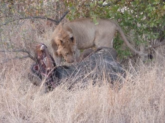 A closer view of the lion feeding.