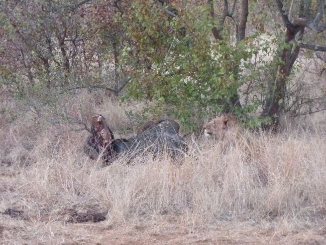The young lion feeding on the buffalo.