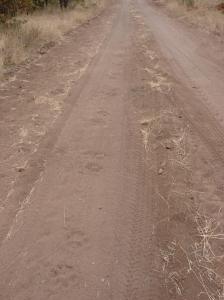 Lions had walked on the sand, close to the entrance of the rest camp.