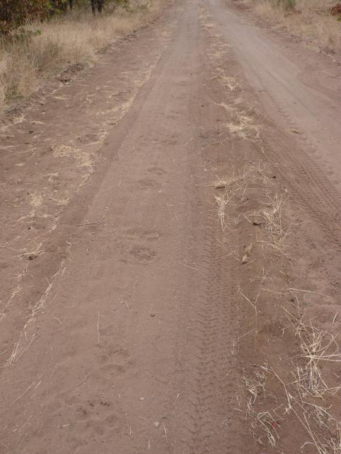 Lions had walked on the sand, close to the entrance of the rest camp.