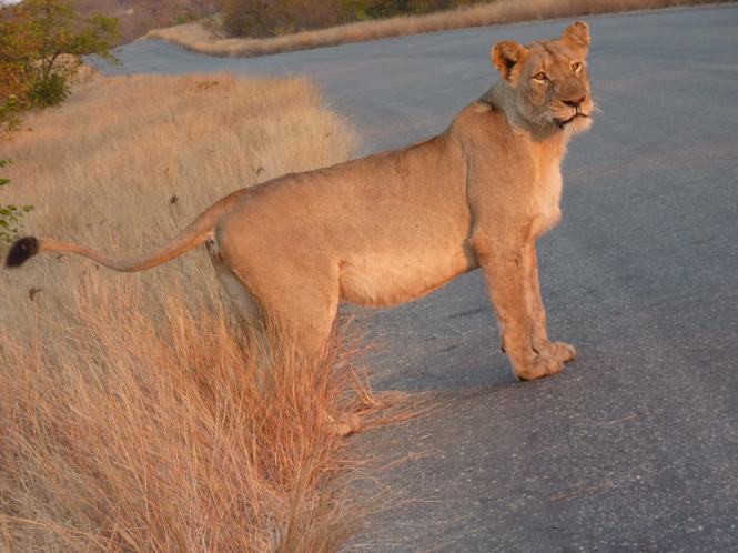 One of the lionesses with a full belly on her way to the river.