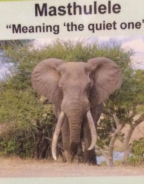 Masthulele as it appears in the Elephant Hall at Letaba (my picture).