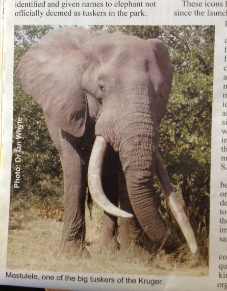 Masthulele depicted in the SANParks Times article.