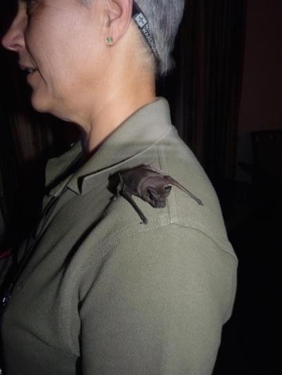 The bat on my wife's shoulder.