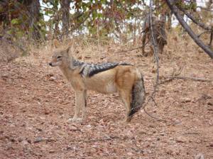 This jackal looked pregnant.