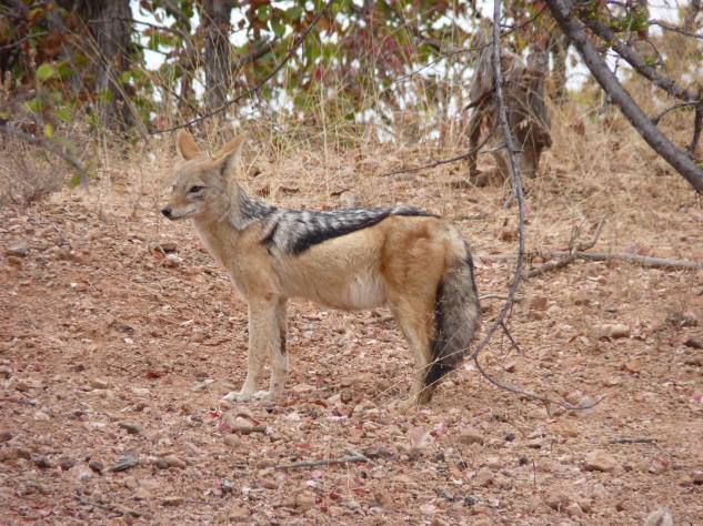 This jackal looked pregnant.