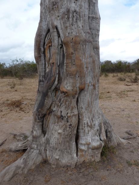 This rubbing tree trunk confirmed that elephants visited the pan, probably at night.
