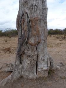This rubbing tree trunk confirmed that elephants visited the pan, probably at night.