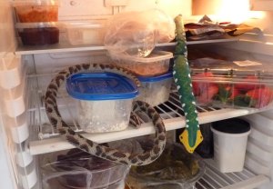 There seem to be two snakes! Investigations continue...