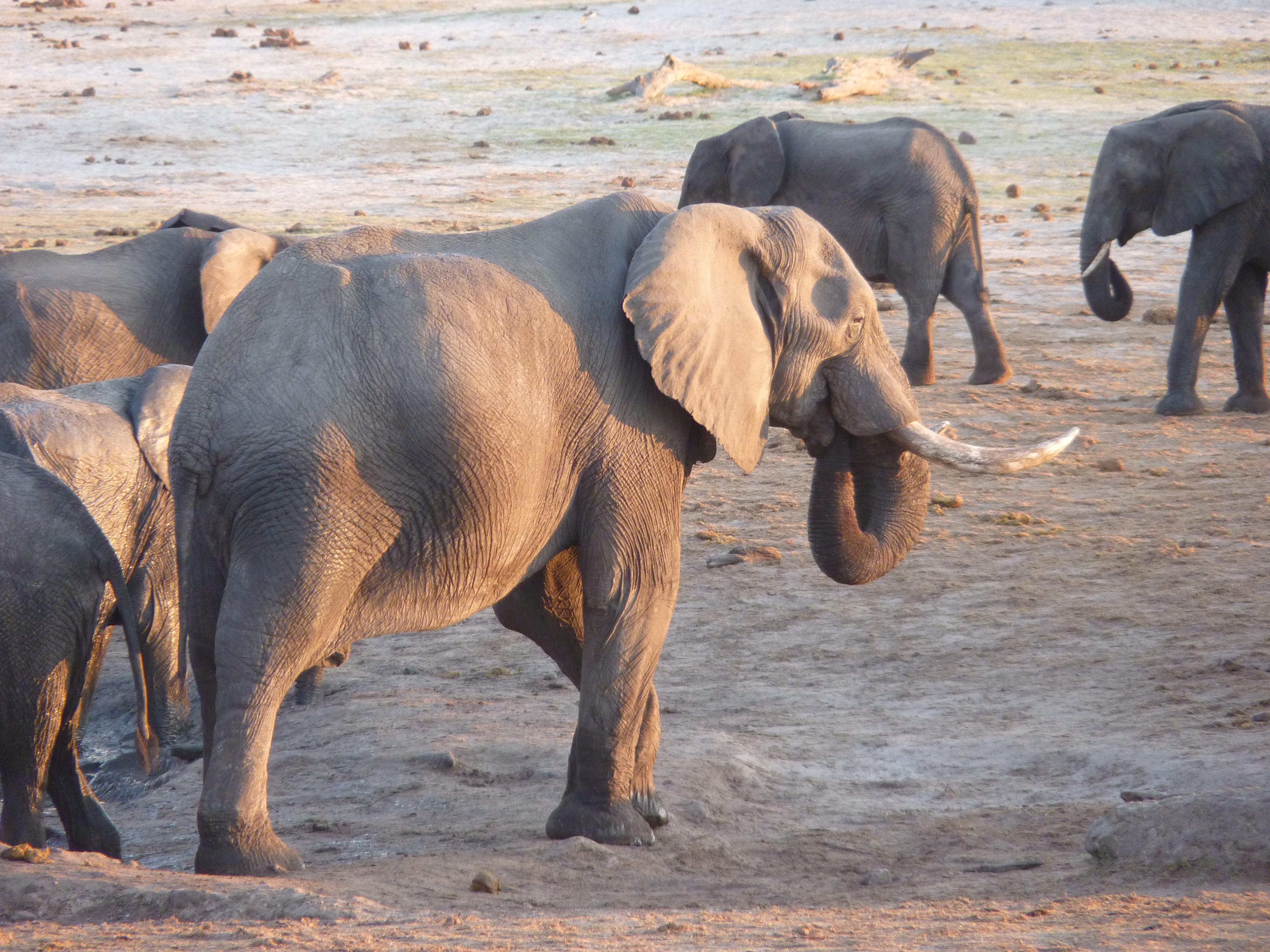 tusker wange waterhole