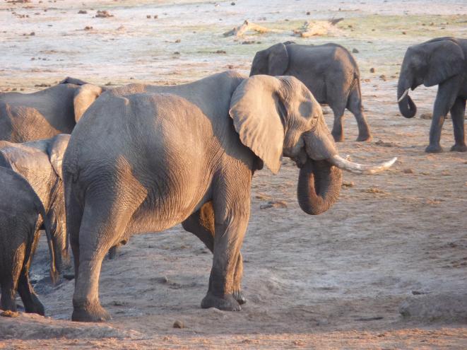 tusker wange waterhole
