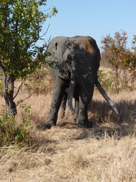 The Babalala tusker.