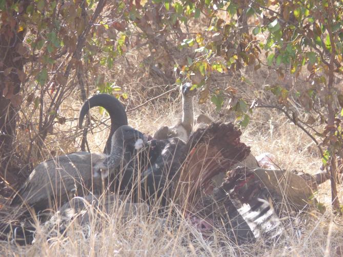 Only the vultures remained the following morning.