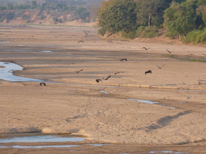 The vultures took off when they saw us stop the car.