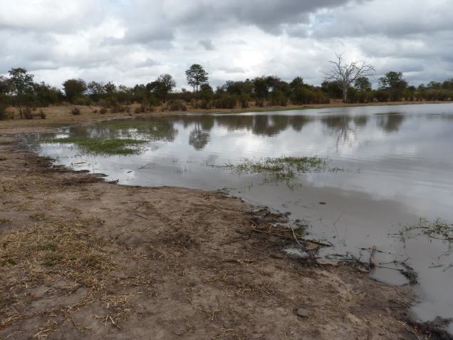 Copious elephant spoor took us to this pan that was empty. 