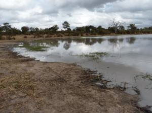 Copious elephant spoor took us to this pan that was empty.