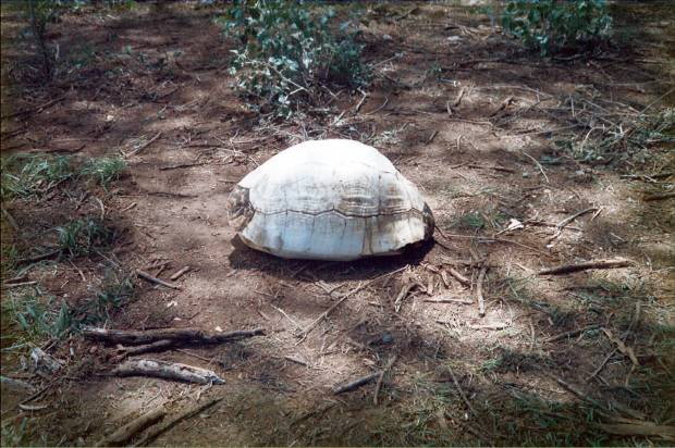  Measuring about 40 cm length: The famous tortoise-shell that "polluted" part of the safari!