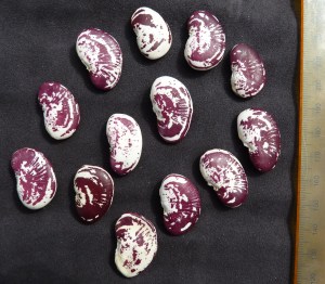 We discovered Seven year beans (scarlet runner beans) in Ethiopia.